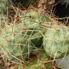 Tephrocactus_alexanderi_1